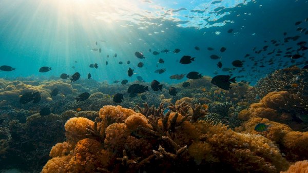 ¿Cuáles son los medios para preservar los ecosistemas marinos y la biodiversidad oceánica?